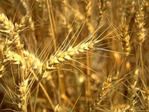 Фермерам платитимуть компенсацію за жито
