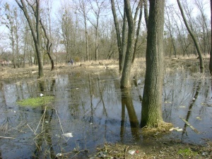 Центральний парк Луцька перетворюється на болото