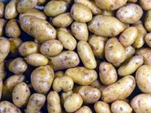 На Волині незадовільний урожай картоплі