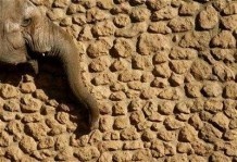 В Індонезії знайшли пращура азіатських слонів