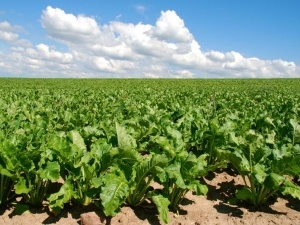 Волинські фермери мають збільшити посівні площі цукрового буряка