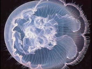 У Мексиканській затоці вчені зняли на відео 6-метрову медузу