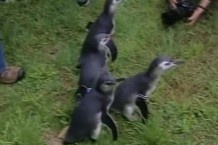 В зоопарку Сан-Франциско показали новонароджених пінгвінів