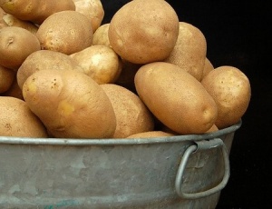 На Волині – неврожай картоплі 