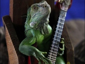 Житель Бангкоку навчив ящірку грати на гітарі