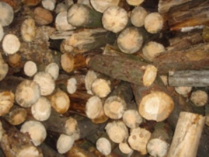 На Волині зрубано дерев на 1,247 млн грн за дозволом сільського голови